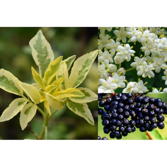 Juoduogis šeivamedis - Sambucus nigra MADONNA